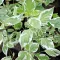 Cornus alba 'Sibirica Variegata' - fehértarka levelű, fehér – som K5 – Díszcserjék