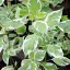 Cornus alba 'Sibirica Variegata' - fehértarka levelű, fehér – som K5 – Díszcserjék