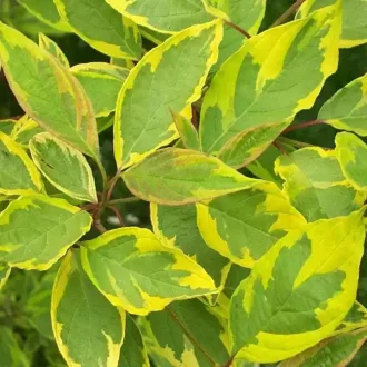 Cornus alba 'Spaethii' - sárgatarka levelű, fehér virágú – som K10 – Díszcserjék
