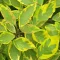 Cornus alba 'Spaethii' - sárgatarka levelű, fehér virágú – som K10 – Díszcserjék