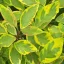 Cornus alba 'Spaethii' - sárgatarka levelű, fehér virágú – som K10 – Díszcserjék
