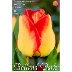 Tulipa American Dream / Tulipán American Dream 10 db (LA)