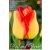 Tulipa American Dream / Tulipán American Dream 10 db (LA)