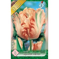 Tulipa Apricot Parrot / Papagájvirágú tulipán 8 db (LA)