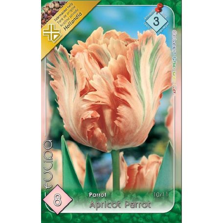 Tulipa Apricot Parrot / Papagájvirágú tulipán 8 db (LA)