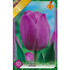 Tulipa Attila / Tulipán Attila 10 db (LA)