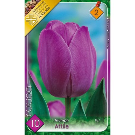 Tulipa Attila / Tulipán Attila 10 db (LA)