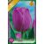 Tulipa Attila / Tulipán Attila 10 db (LA)