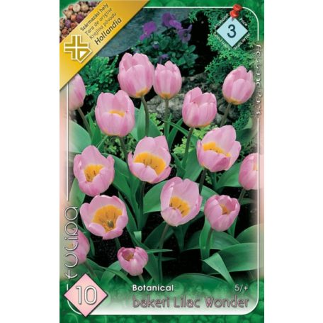 Tulipa bakeri Lilac Wonder / Botanikai tulipán 10 db (LA)