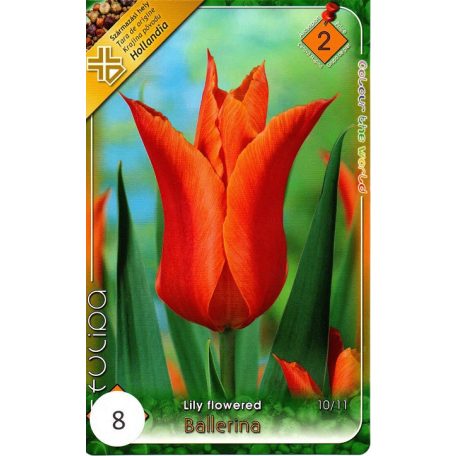 Tulipa Ballerina / Tulipán Ballerina 8 db (LA)