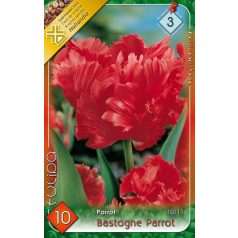   Tulipa Bastogne Parrot / Papagájvirágú tulipán 10 db (LA)