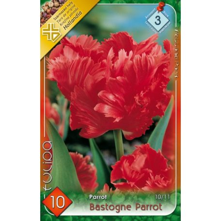 Tulipa Bastogne Parrot / Papagájvirágú tulipán 10 db (LA)