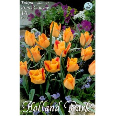 Tulipa batalinii Bronz Charme / Botanikai tulipán 10 db (LA)