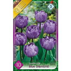   Tulipa Blue Diamond / Teltvirágú késői tulipán 10 db (LA)