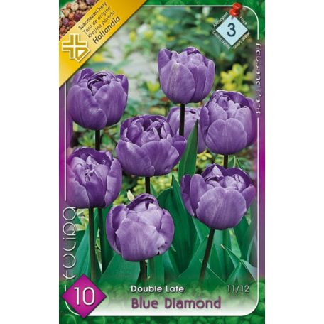 Tulipa Blue Diamond / Teltvirágú késői tulipán 10 db (LA)