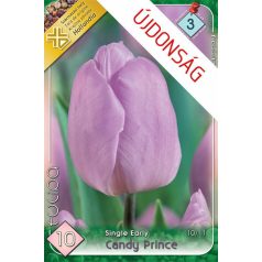   Tulipa Candy Prince / Egyszerű virágú korai tulipán 10 db (LA)