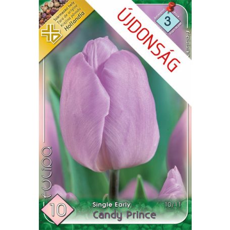 Tulipa Candy Prince / Egyszerű virágú korai tulipán 10 db (LA)