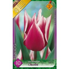 Tulipa Claudia / Tulipán Claudia 10 db (LA)