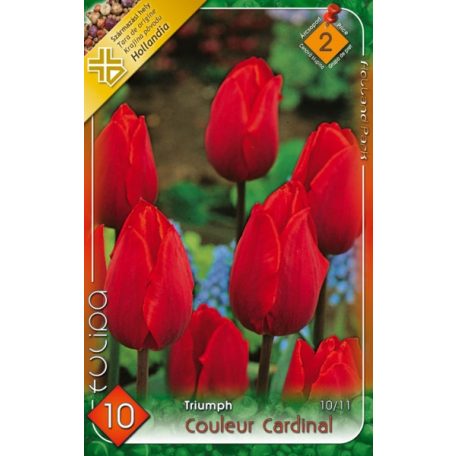 Tulipa Couleur Cardinal /Triumph Red / Tulipán Couleur Cardinal 10 db