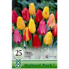   Darwin-hybrid tulipán színkeverék / Darwin hibrid mixed 25db/csomag (LA)