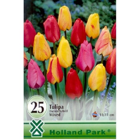 Darwin-hybrid tulipán színkeverék / Darwin hibrid mixed 25db/csomag (LA)