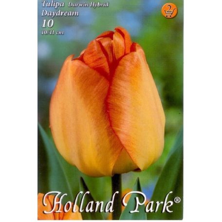 Tulipa Daydream / Tulipán Daydream 10 db (LA)