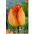 Tulipa Daydream / Tulipán Daydream 10 db (LA)