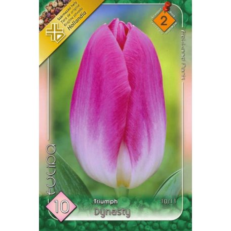 Tulipa Dynasty / Triumph tulipán 10 db (LA)