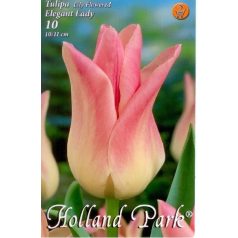 Tulipa Elegant Lady / Tulipán Elegant Lady 10 db (LA)