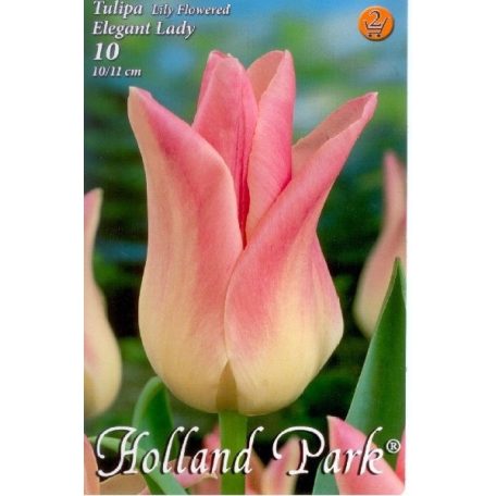 Tulipa Elegant Lady / Tulipán Elegant Lady 10 db (LA)