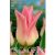 Tulipa Elegant Lady / Tulipán Elegant Lady 10 db (LA)