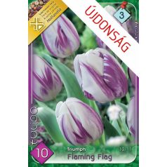   Tulipa Flaming Flag / Egyszerű virágú korai tulipán 10 db (LA)