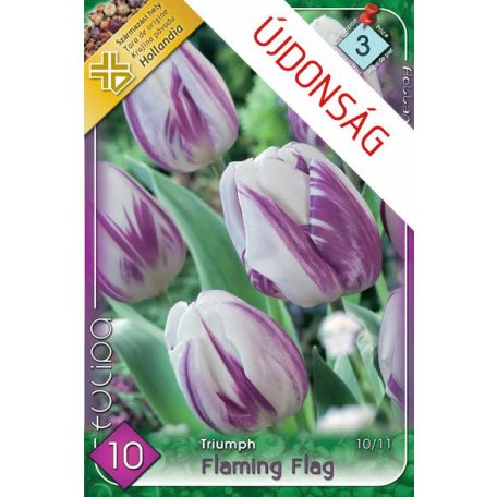 Tulipa Flaming Flag / Egyszerű virágú korai tulipán 10 db (LA)