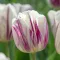 Tulipa Flaming Flag / Egyszerű virágú korai tulipán 6 db