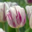 Tulipa Flaming Flag / Egyszerű virágú korai tulipán 6 db