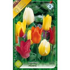   Tulipa Fosteriana mix / Fosteriana tulipán színkeverék 10 db (LA)