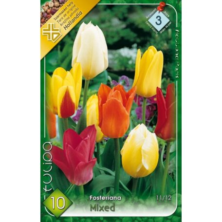 Tulipa Fosteriana mix / Fosteriana tulipán színkeverék 10 db (LA)