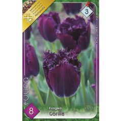 Tulipa Gorilla / Tulipán Gorilla rojtos szirmú 8 db (LA)