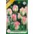 Tulipa Groenland / Viridiflora tulipán 10 db (LA)