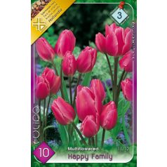 Tulipa Happy Family / Csokros tulipán 10 db (LA)