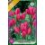 Tulipa Happy Family / Csokros tulipán 10 db (LA)