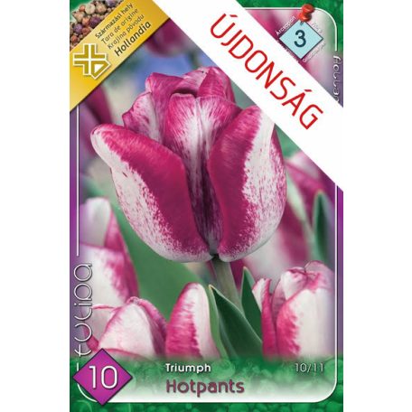 Tulipa Hotpants / Triumph tulipán 10 db (LA)