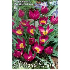 Tulipa Humilis Violacea / Botanikai tulipán 10 db (LA)