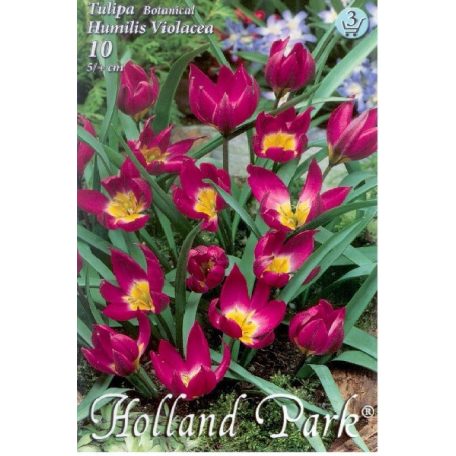 Tulipa Humilis Violacea / Botanikai tulipán 10 db (LA)