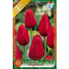   Tulipa Kingsblood / Egyszerű virágú késői tulipán 10 db (LA)