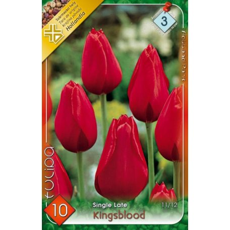 Tulipa Kingsblood / Egyszerű virágú késői tulipán 10 db (LA)