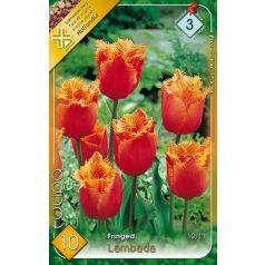 Tulipa Lambada / Tulipán Lambada rojtos szirmú 10 db (LA)