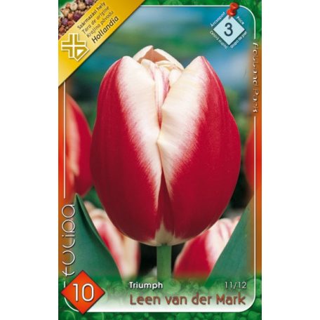 Tulipa Leen van der Mark / Triumph tulipán 10 db (LA)