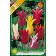   Tulipa Lilyflowered mix / Tulipán Liliomvirágú mix 10 db (LA)