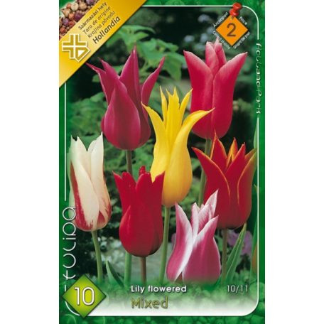 Tulipa Lilyflowered mix / Tulipán Liliomvirágú mix 10 db (LA)